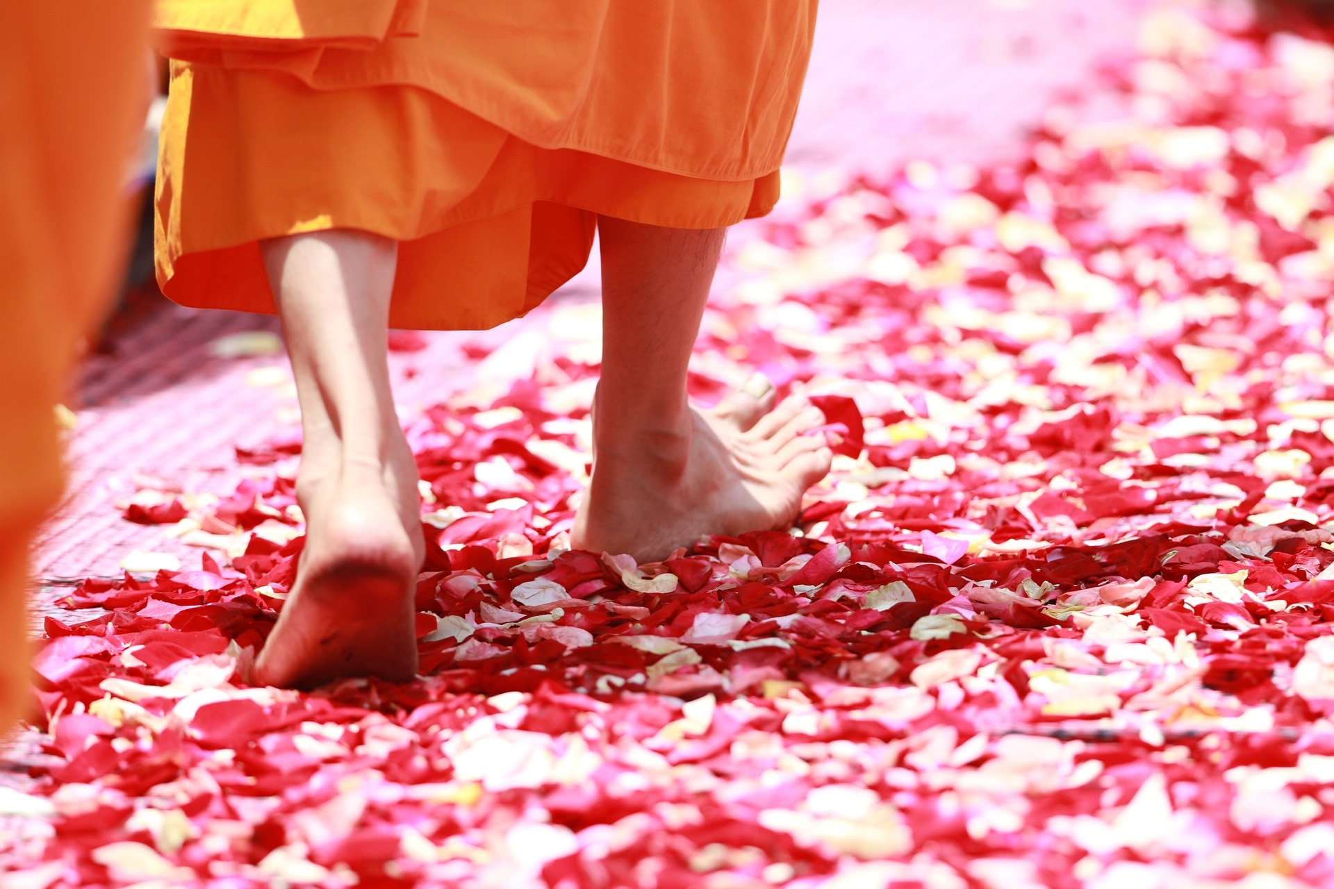 Monk on rose petals free monk-458491_1920