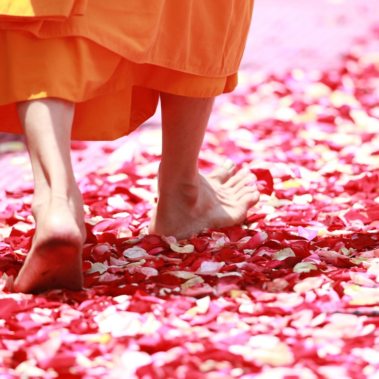 Monk on rose petals free monk-458491_1920